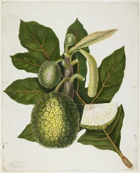 Artocarpus Incisa (De Ware Broodvrucht van de Filipijnen), december 1866